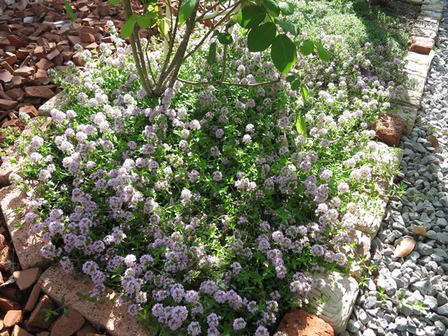 木の下に植物は植えるもの Zelf Garden ぜるふ が でん