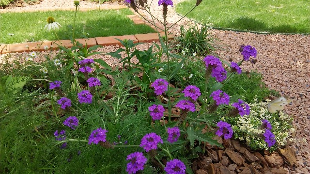 バーベナ リギダ ベノーサ 植栽コンサルならぜるふが でんにおまかせください Zelf ぜるふ ぜるふ が でん