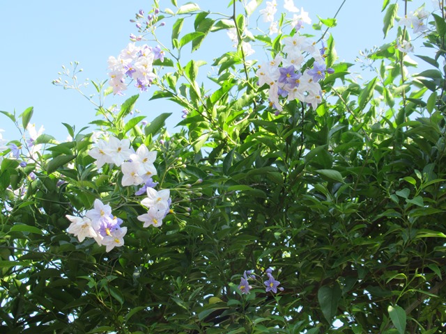 花の苗　星型の花　ヤマホロシ