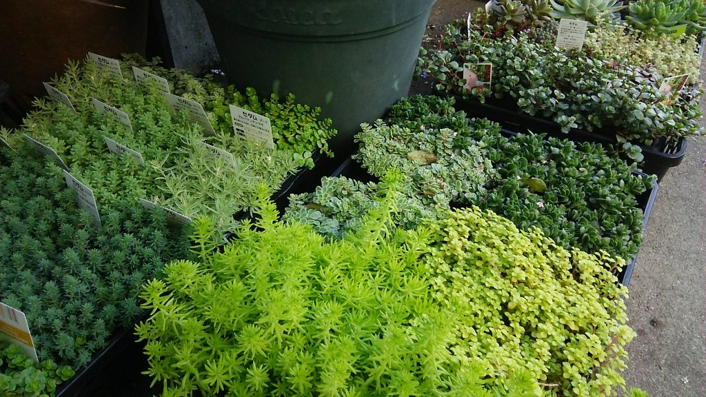 多肉植物の地植えについて Zelf Garden ぜるふ が でん